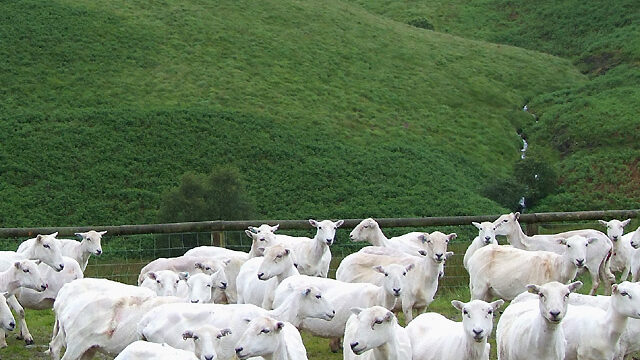 گوسفند پشم‌چیده‌شده